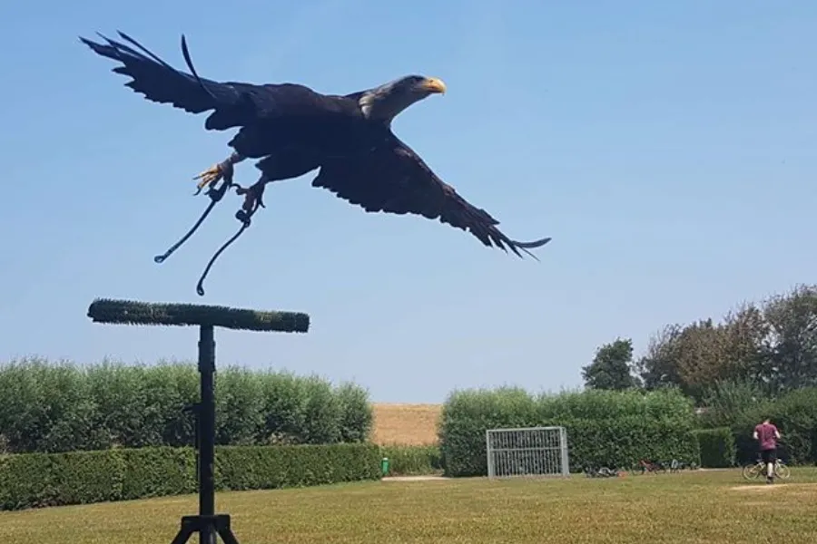 Roofvogelshow 1