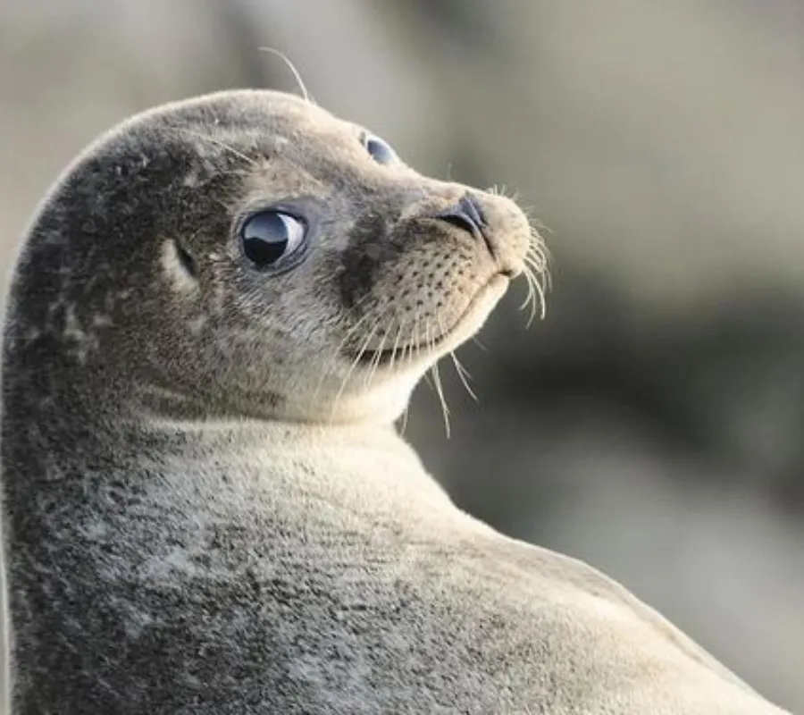 Zeehond 2